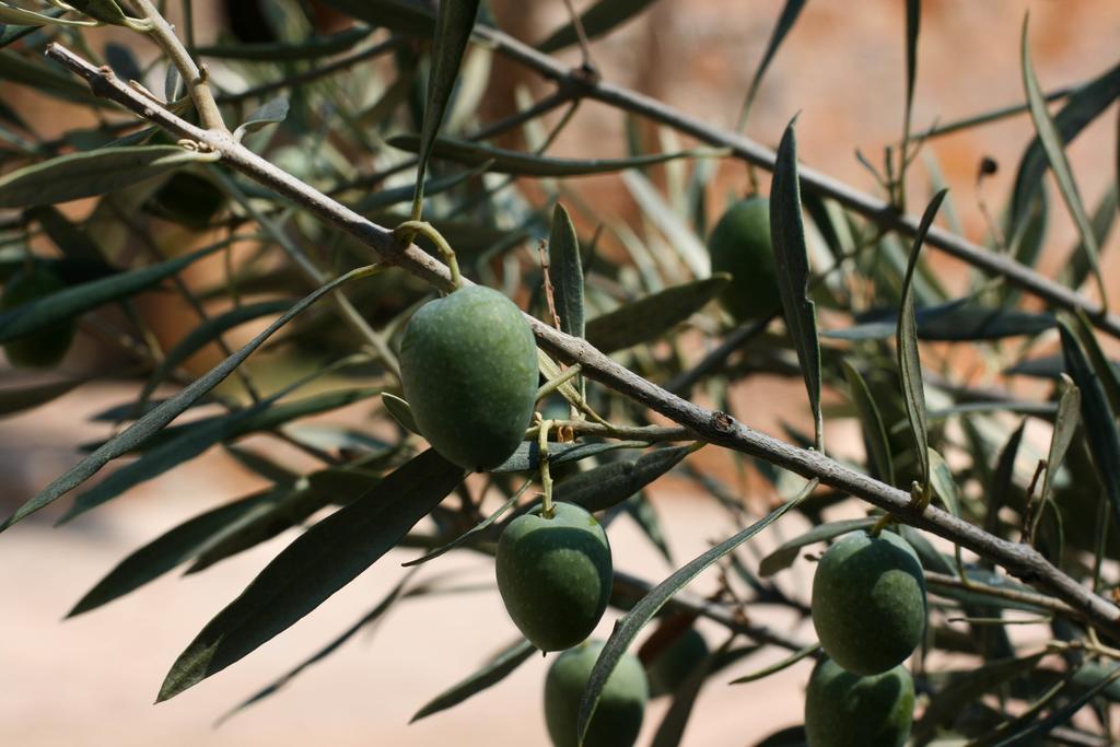 Apartament Athina Ecofarm Epidaurus Zewnętrze zdjęcie
